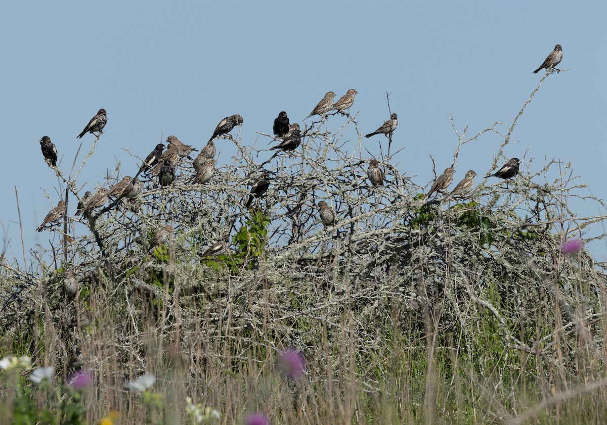 Lark Bunting - ML617277748