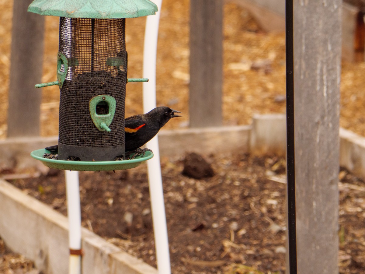 Red-winged Blackbird - ML617277814