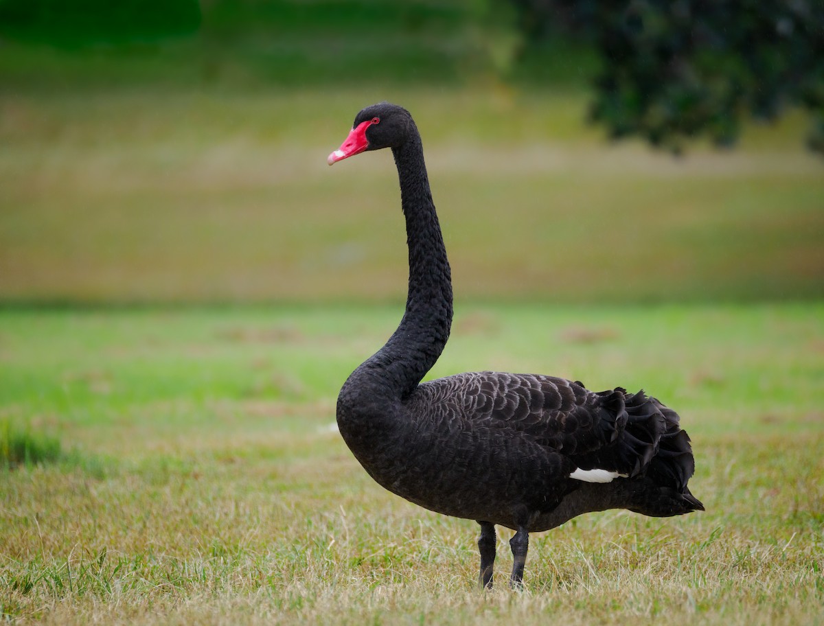 Black Swan - ML617277816