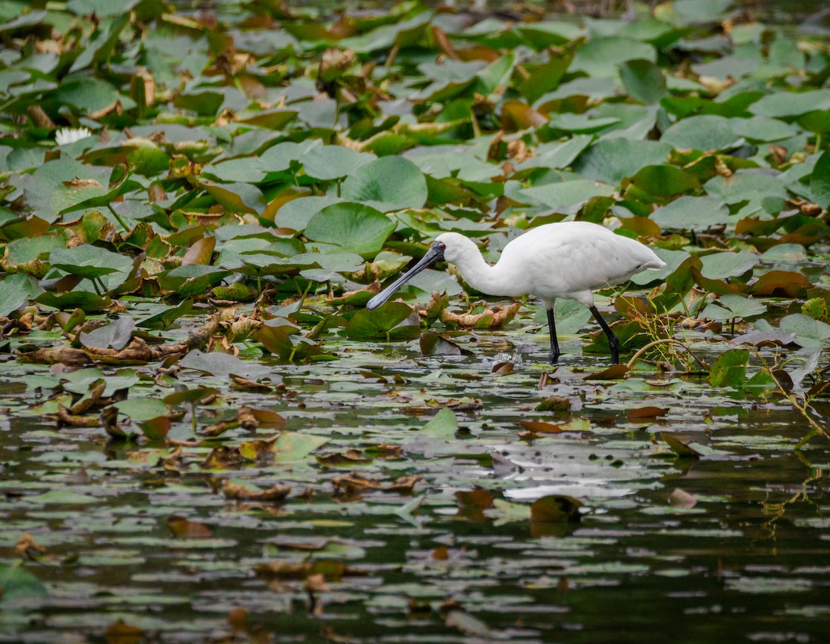 Royal Spoonbill - ML617277830