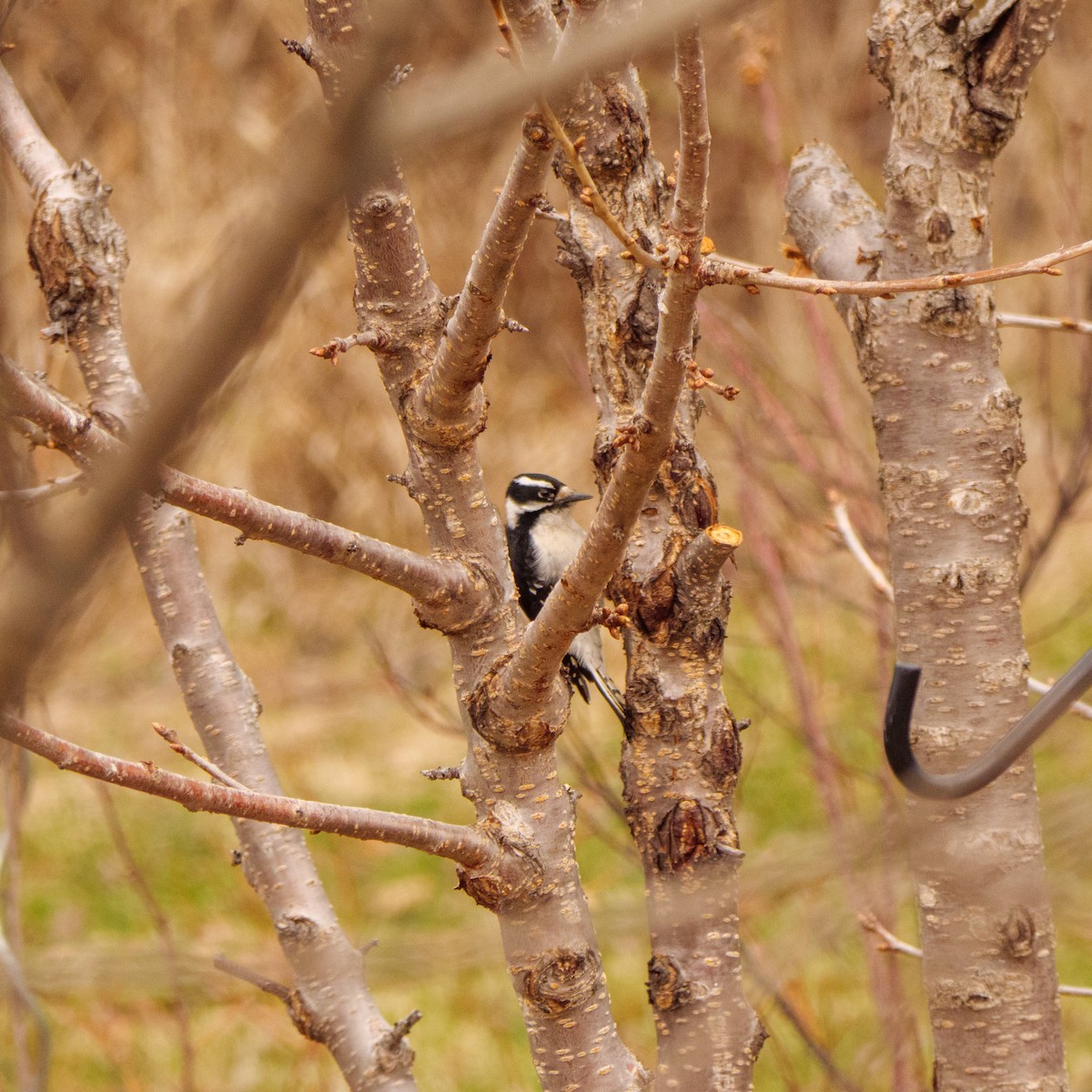 Downy Woodpecker - ML617277831