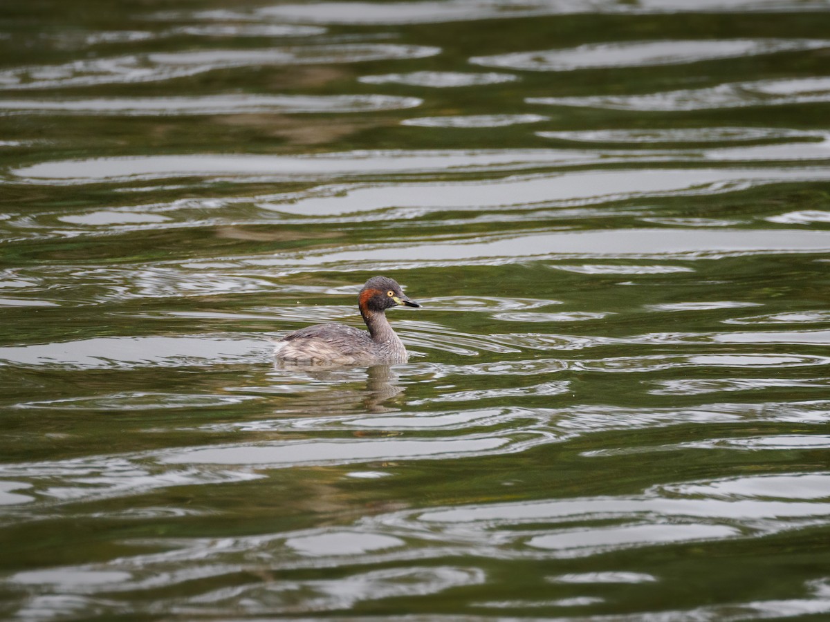 Australasian Grebe - ML617277861