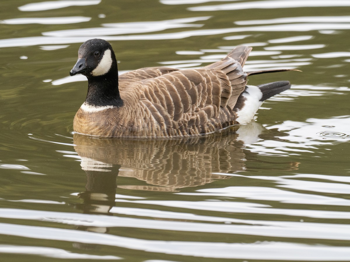 Cackling Goose (Aleutian) - ML617277869