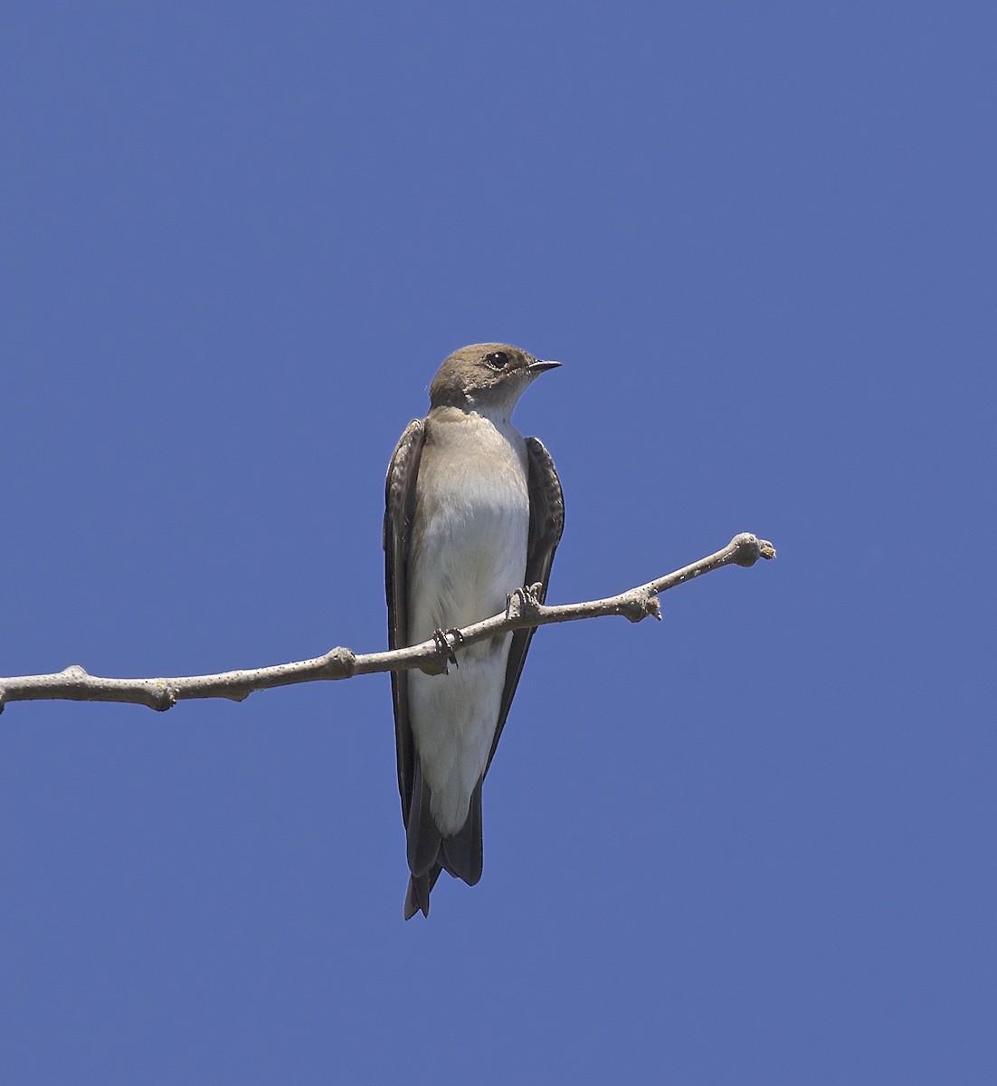 Northern Rough-winged Swallow - Alison Hiers