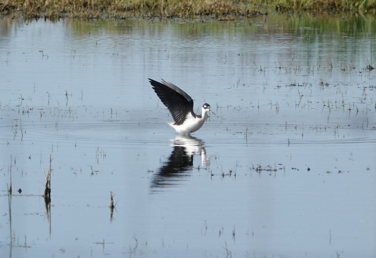 Black-necked Stilt - ML617277896