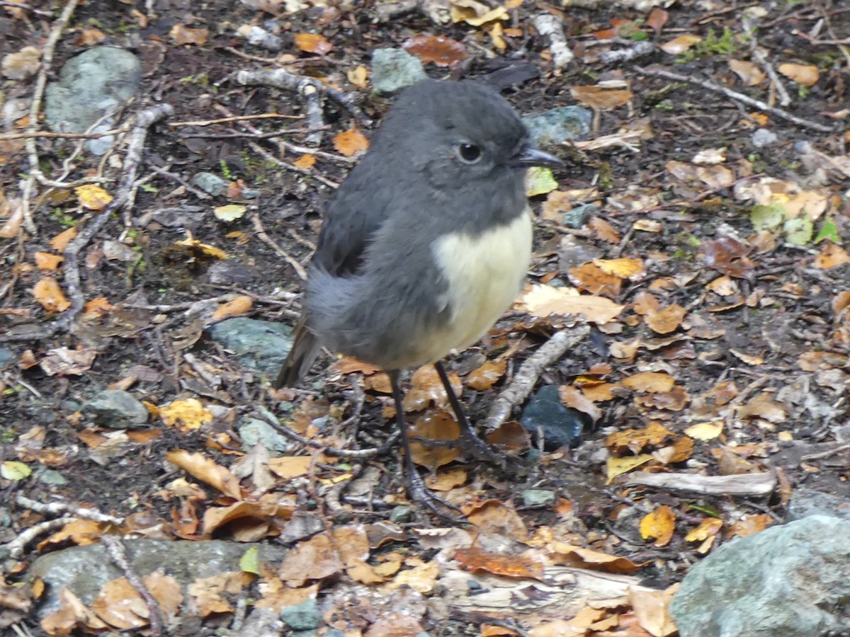 South Island Robin - Jeanine Merrill