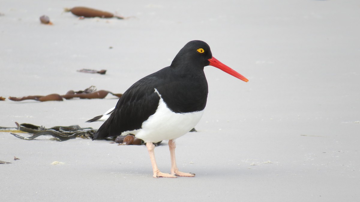 Magellanic Oystercatcher - ML617277919