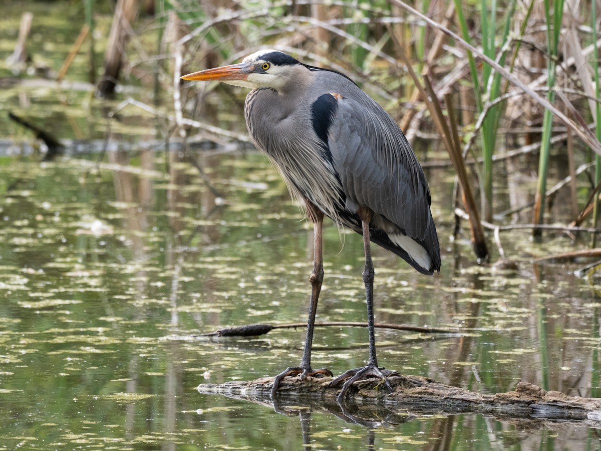 Great Blue Heron - ML617277930