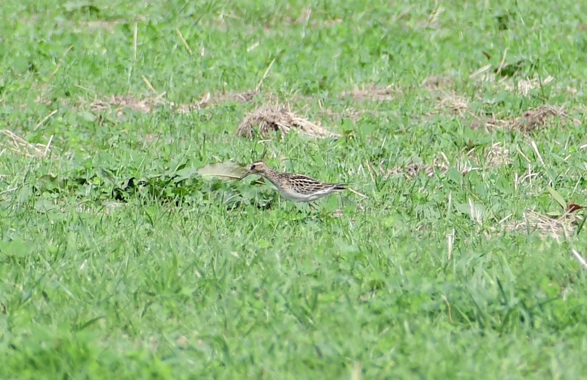 Pectoral Sandpiper - Chelsey E