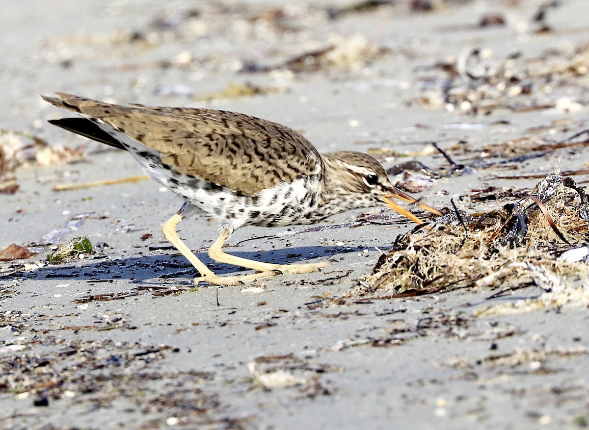 Spotted Sandpiper - Freddy Camara