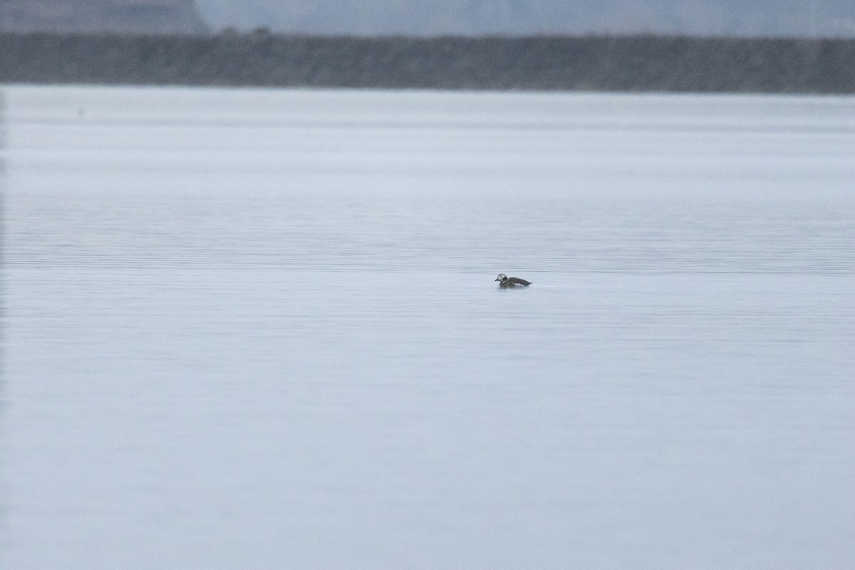 Long-tailed Duck - Christopher Fimbel