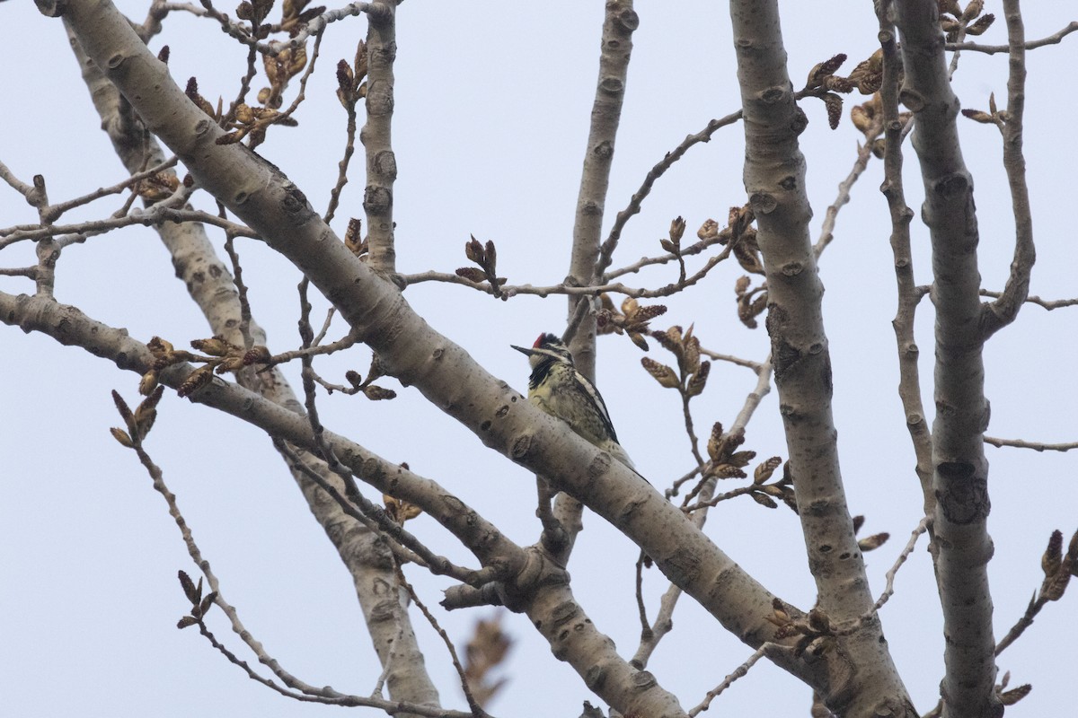 Yellow-bellied Sapsucker - Christopher Fimbel