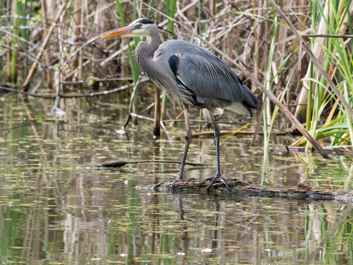 Great Blue Heron - ML617277963