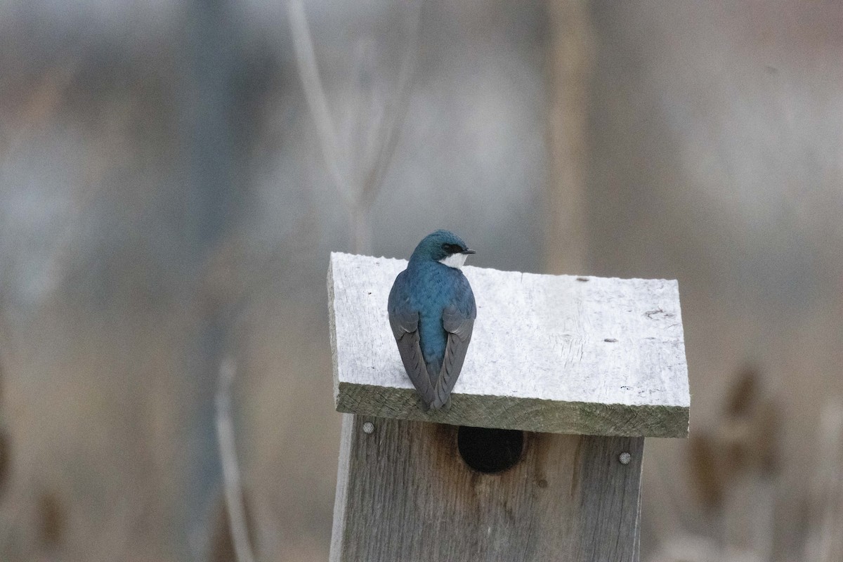 Golondrina Bicolor - ML617277967