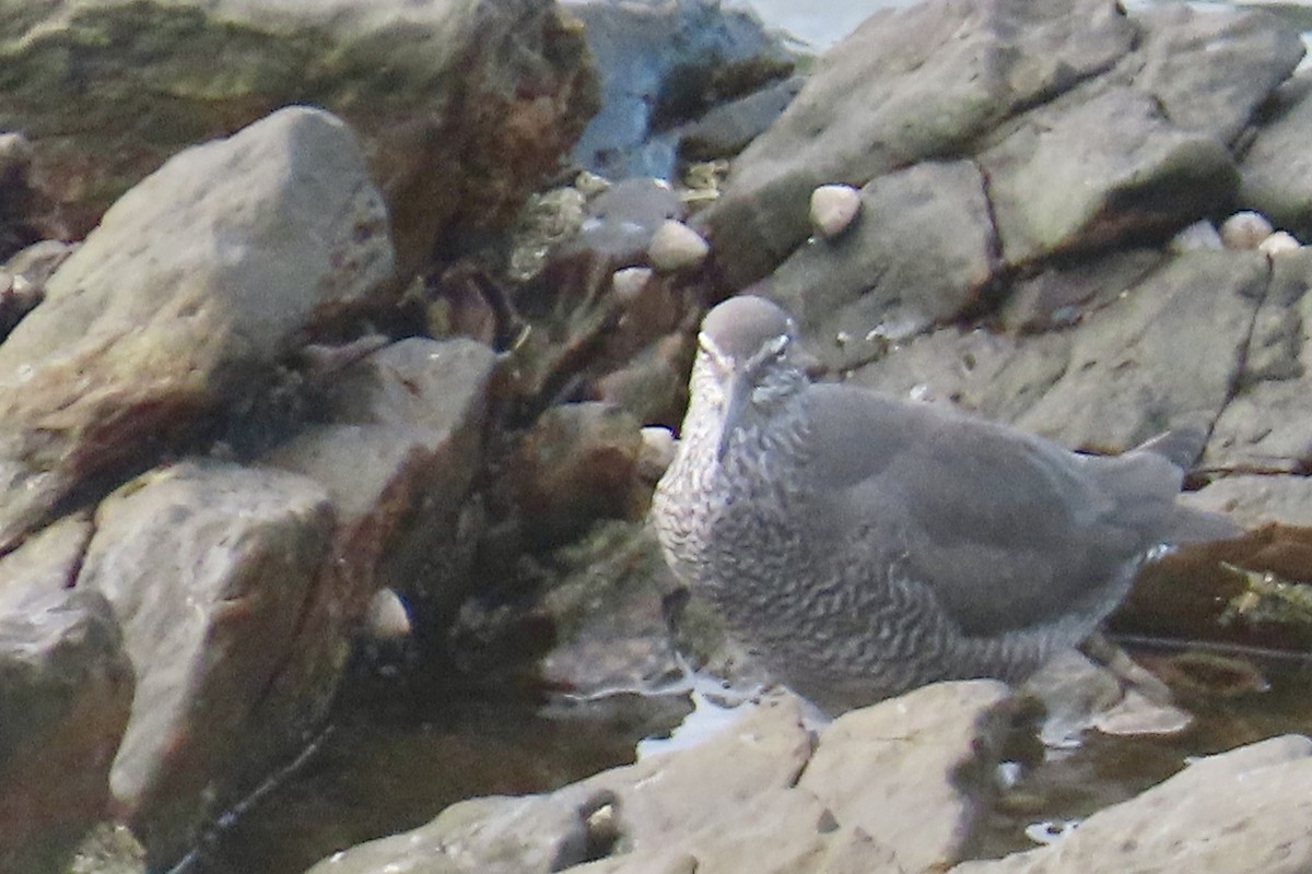 Wandering Tattler - ML617277970