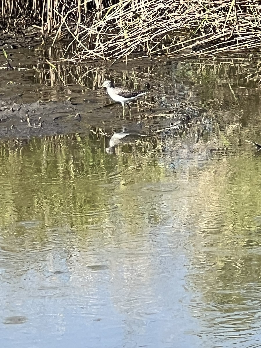 Solitary Sandpiper - ML617277989