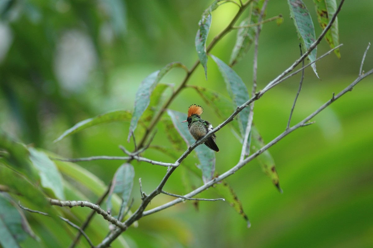 Spangled Coquette - Francisco Sornoza