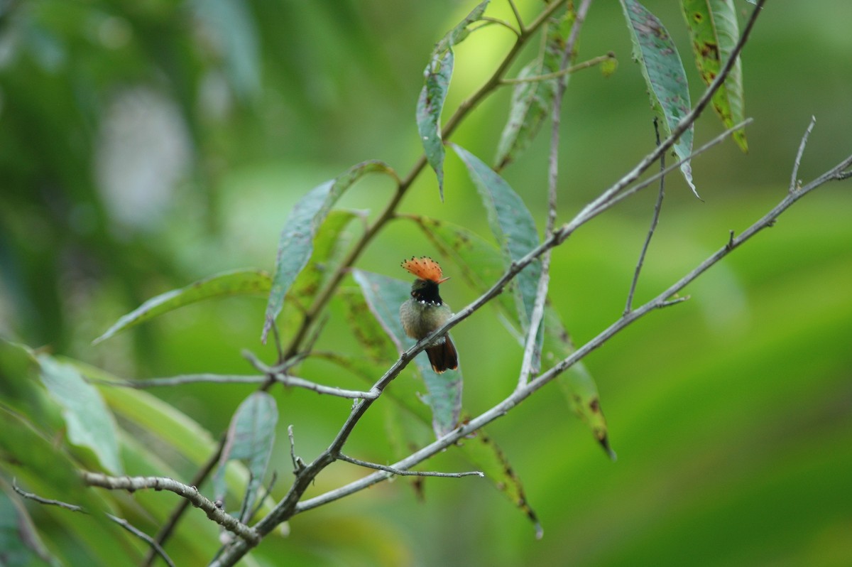 Spangled Coquette - Francisco Sornoza