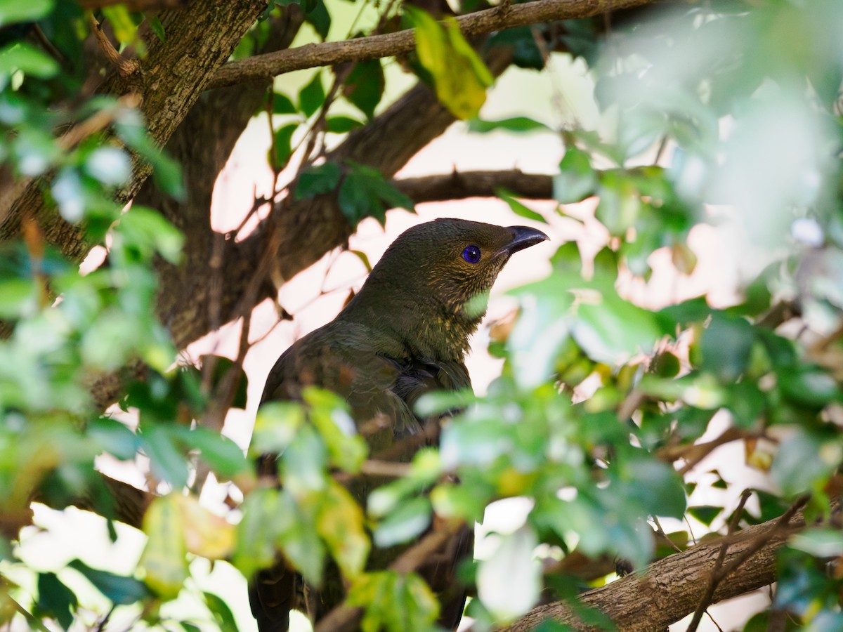 Satin Bowerbird - ML617278005