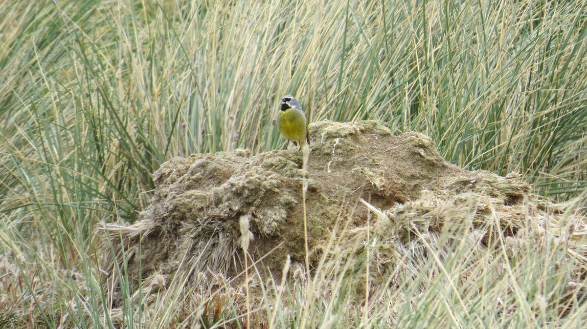 White-bridled Finch (Falkland) - ML617278009