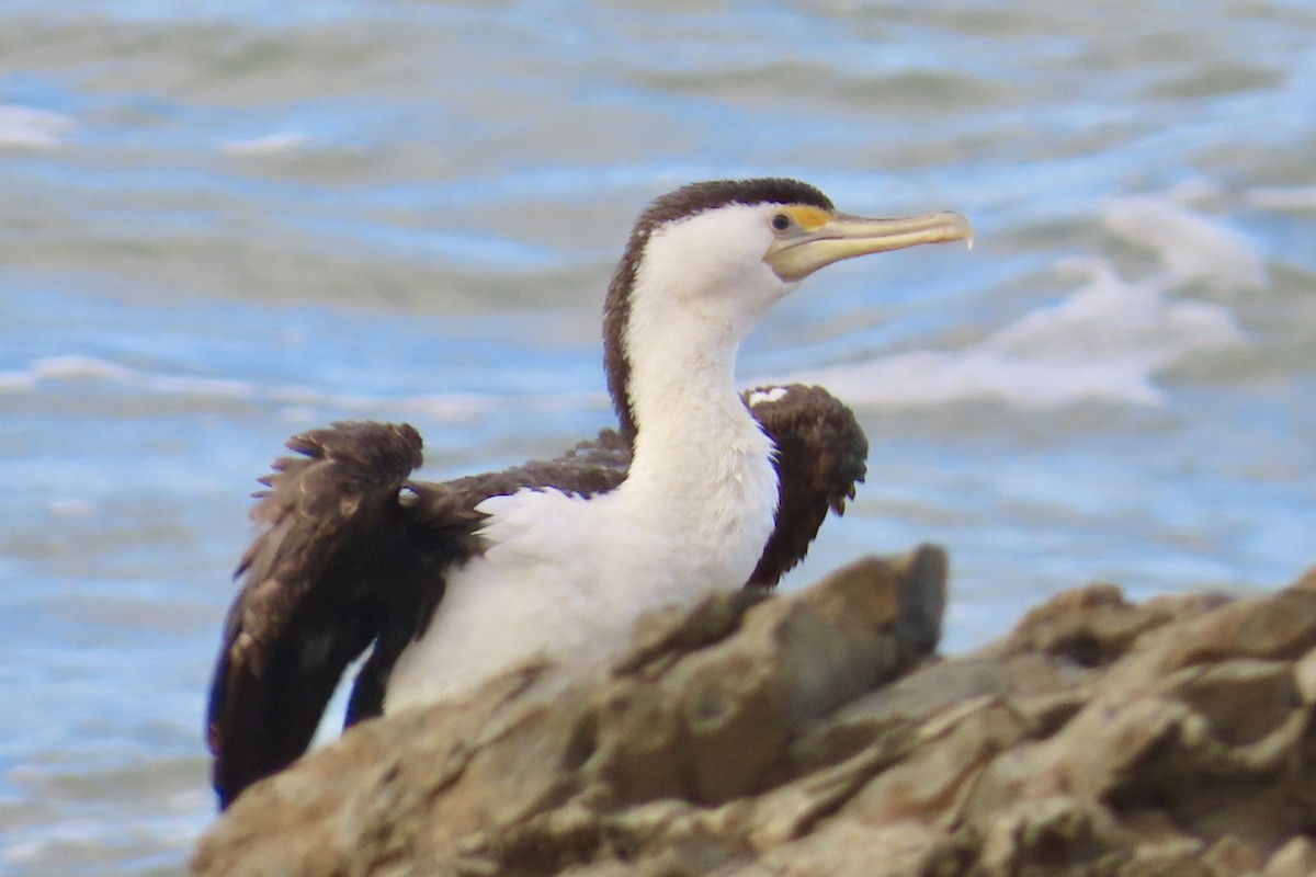 Pied Cormorant - ML617278017