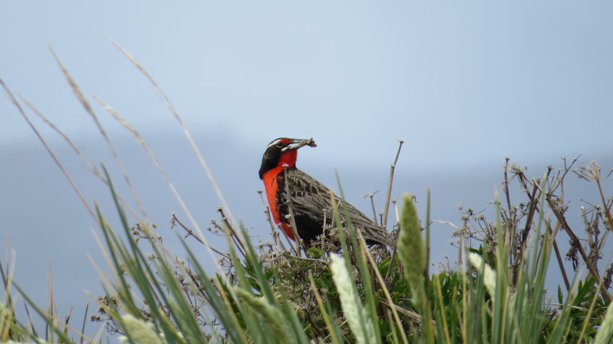 Long-tailed Meadowlark - ML617278023