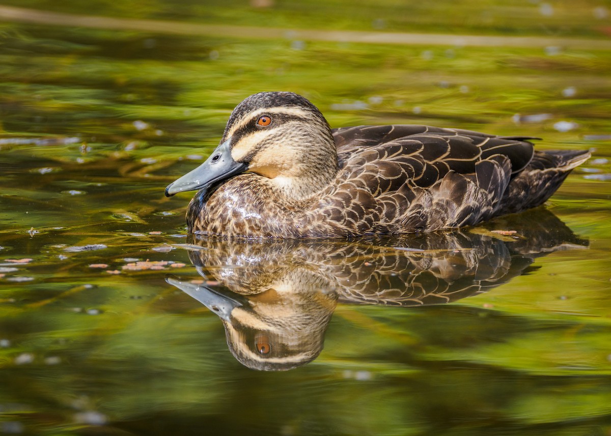 Canard à sourcils - ML617278069