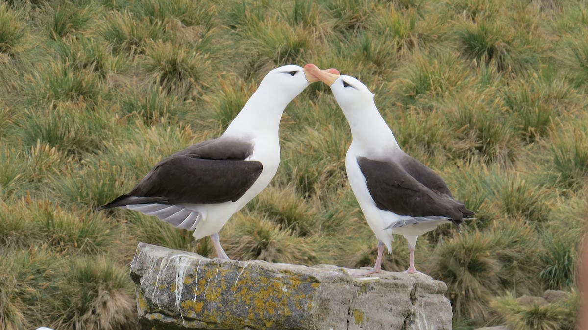 Schwarzbrauenalbatros (melanophris) - ML617278072