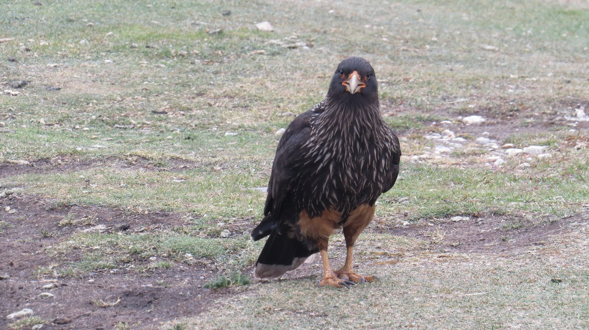 Striated Caracara - Lily Douglas