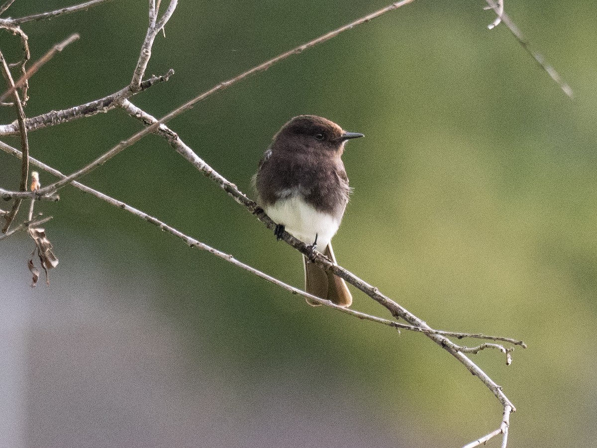 Black Phoebe - ML617278086