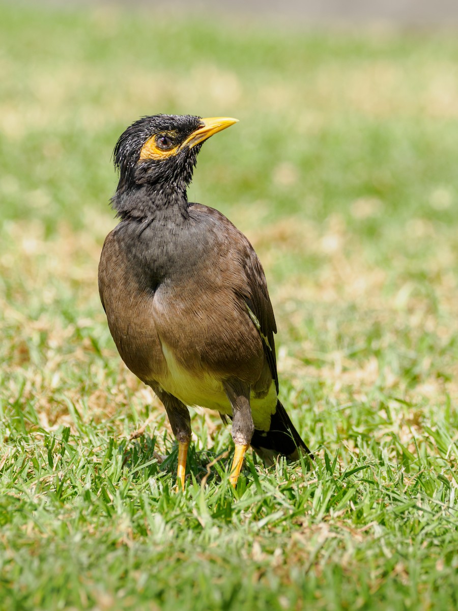 Common Myna - ML617278092