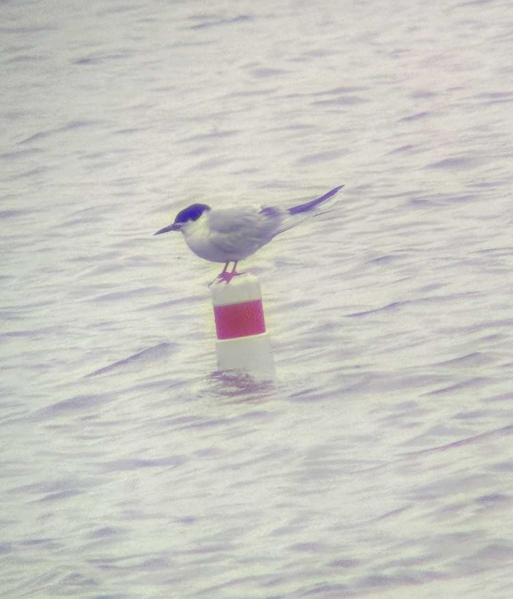 Forster's Tern - ML617278123