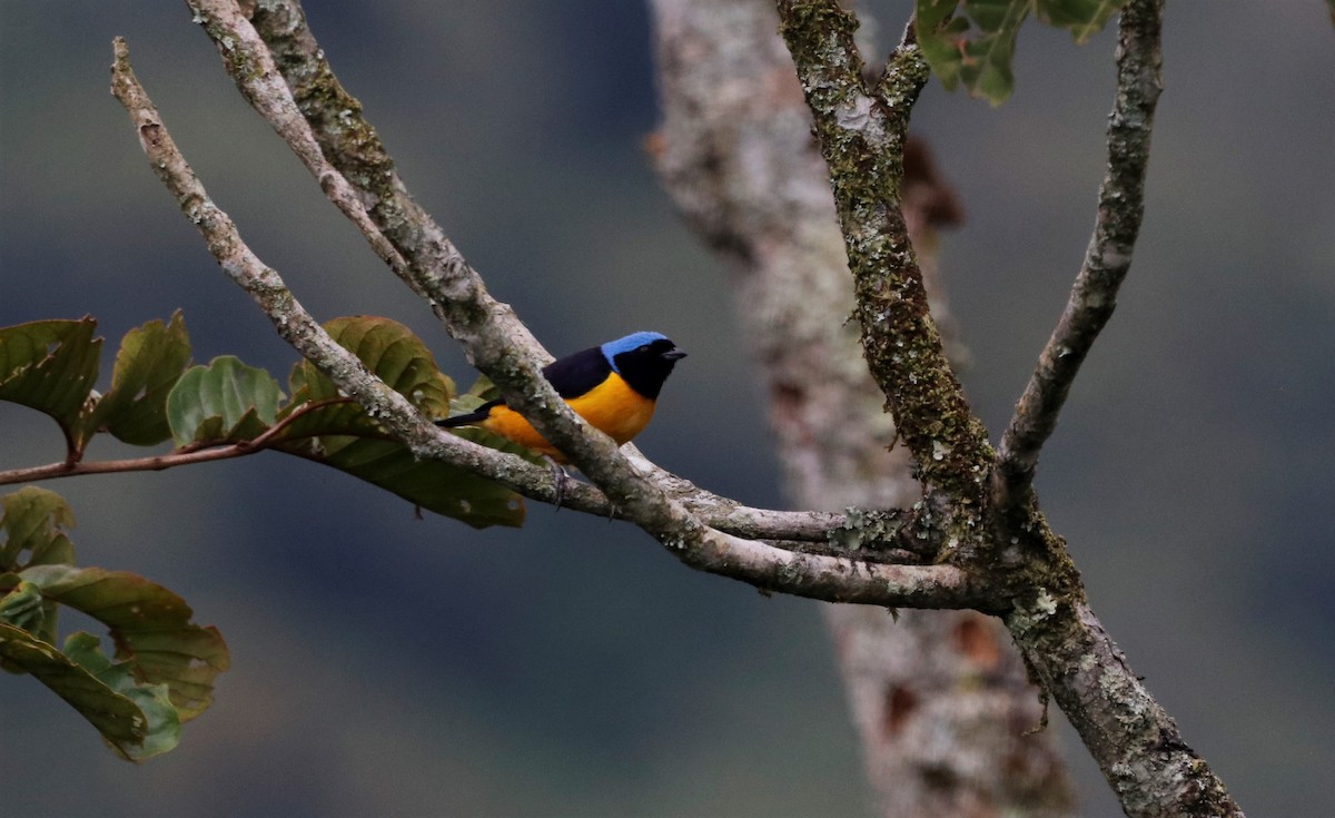 Golden-rumped Euphonia - Sergio LEON