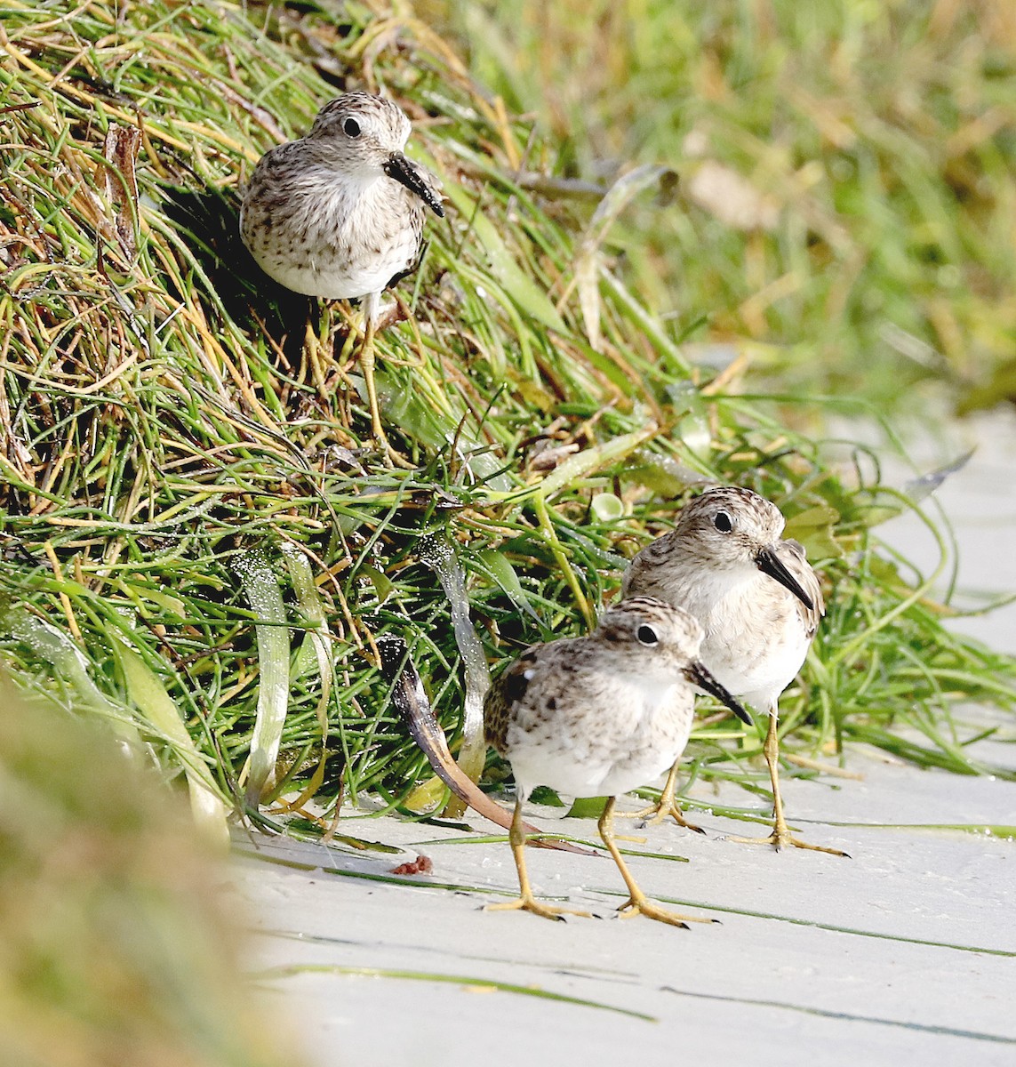 Least Sandpiper - Freddy Camara