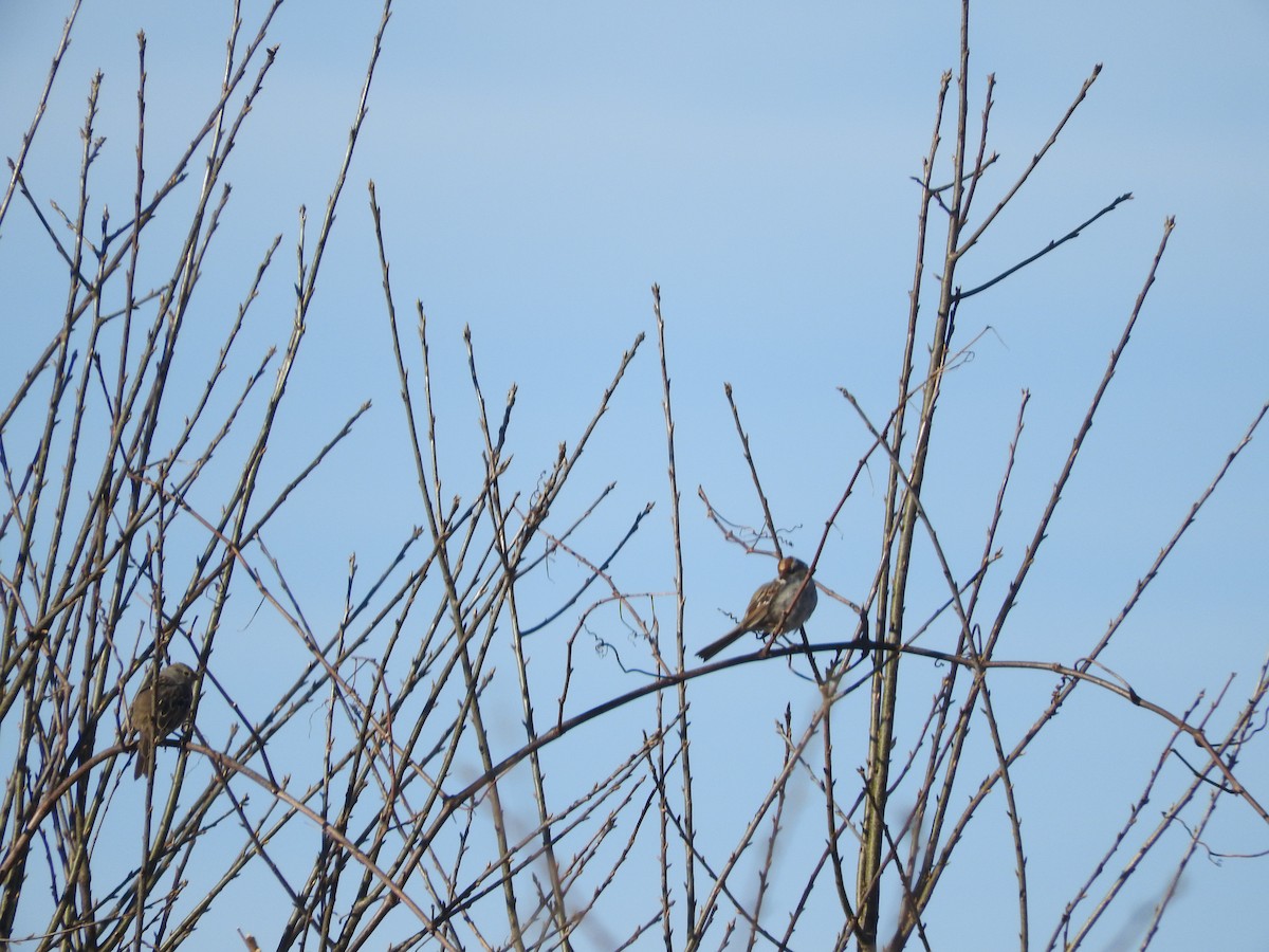 White-crowned Sparrow - Aaron Hulsey