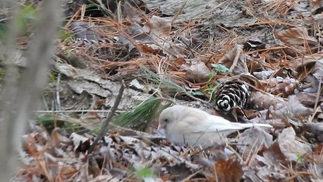 Dark-eyed Junco - ML617278214