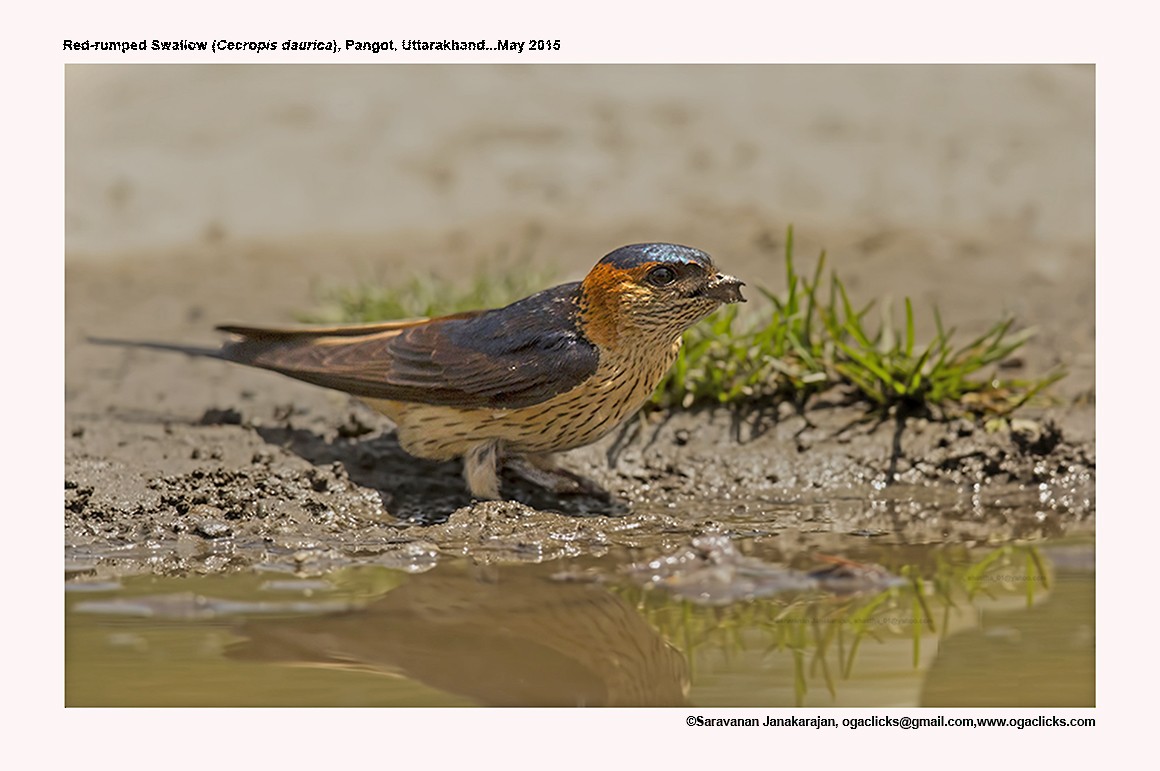 Red-rumped Swallow - ML617278273