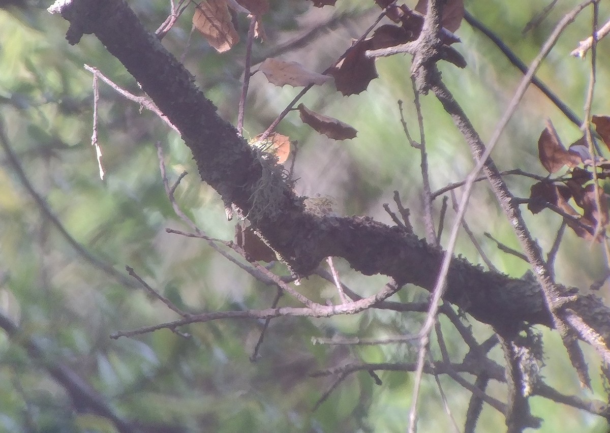 Anna's Hummingbird - ML617278280