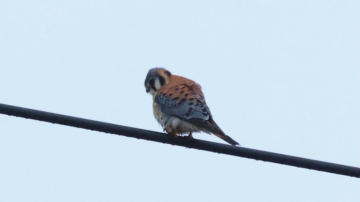 American Kestrel - Jeffrey Thomas