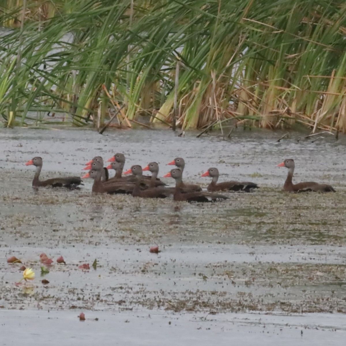 Black-bellied Whistling-Duck - ML617278305