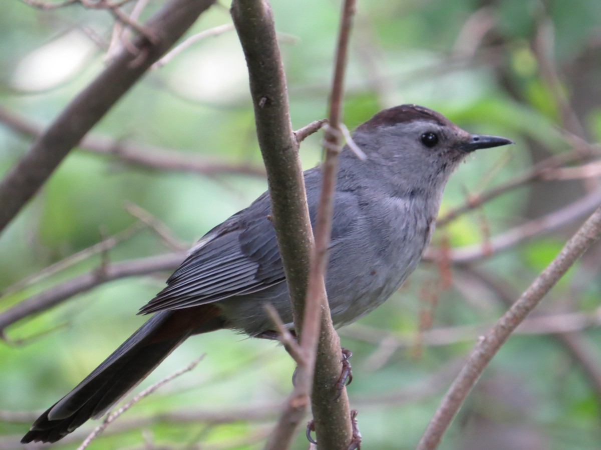 Gray Catbird - ML61727831