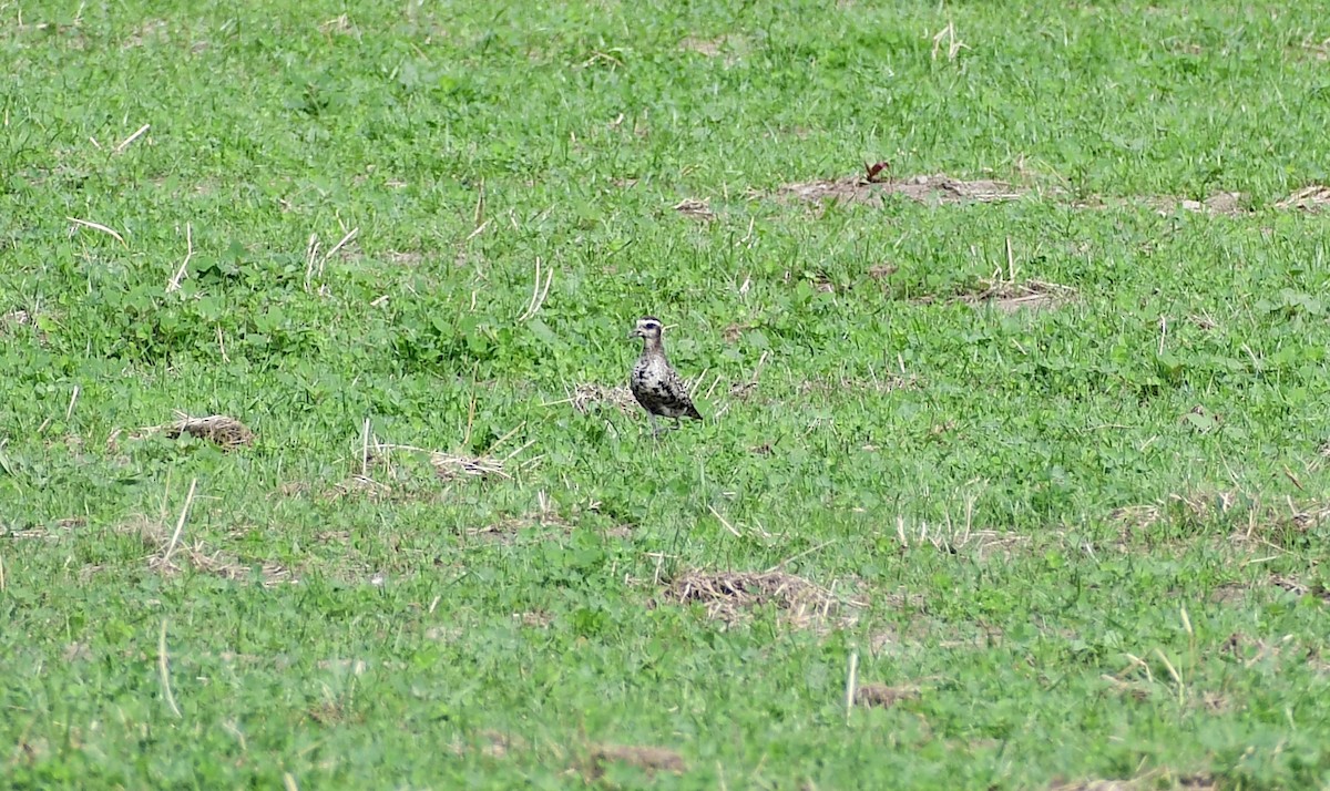 American Golden-Plover - Chelsey E