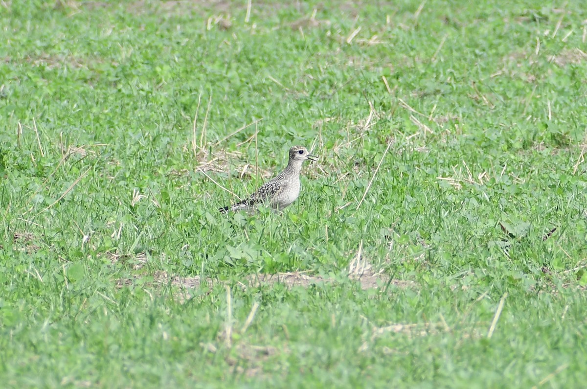 American Golden-Plover - Chelsey E