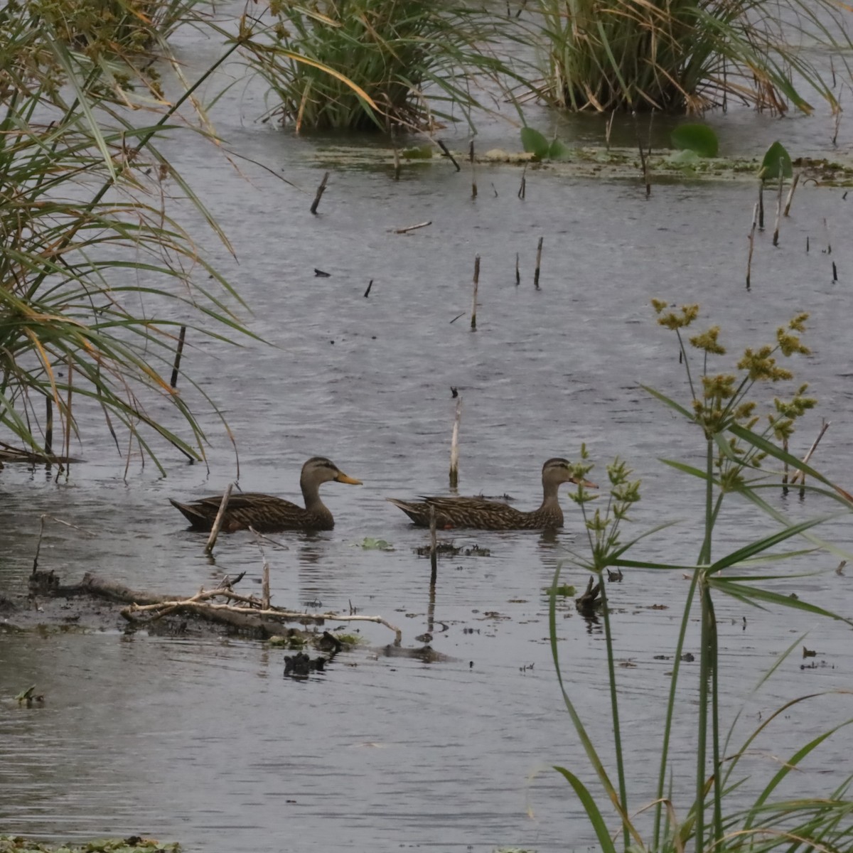 Mottled Duck - ML617278338