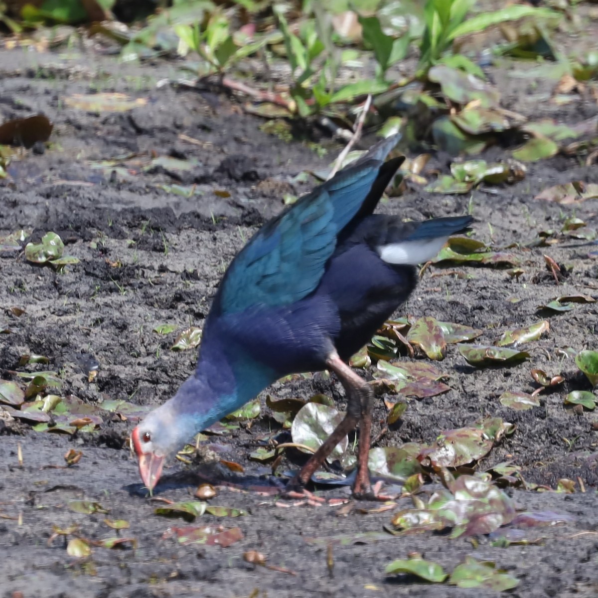 Gray-headed Swamphen - ML617278353