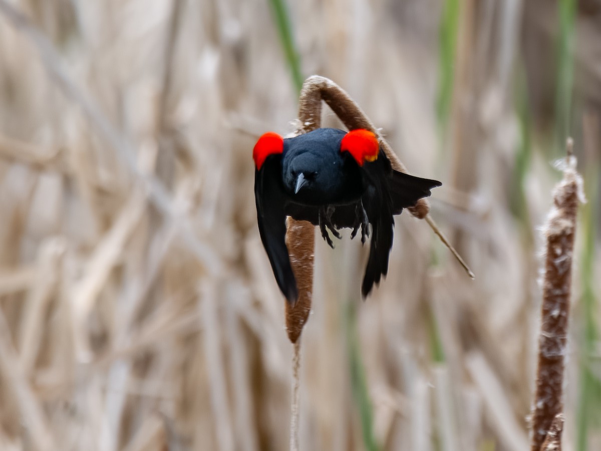Red-winged Blackbird - ML617278355
