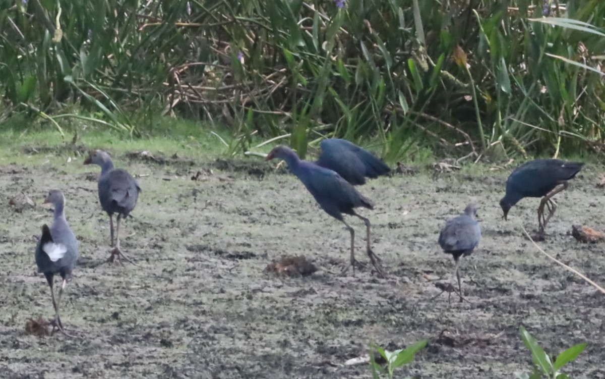 Gray-headed Swamphen - ML617278361