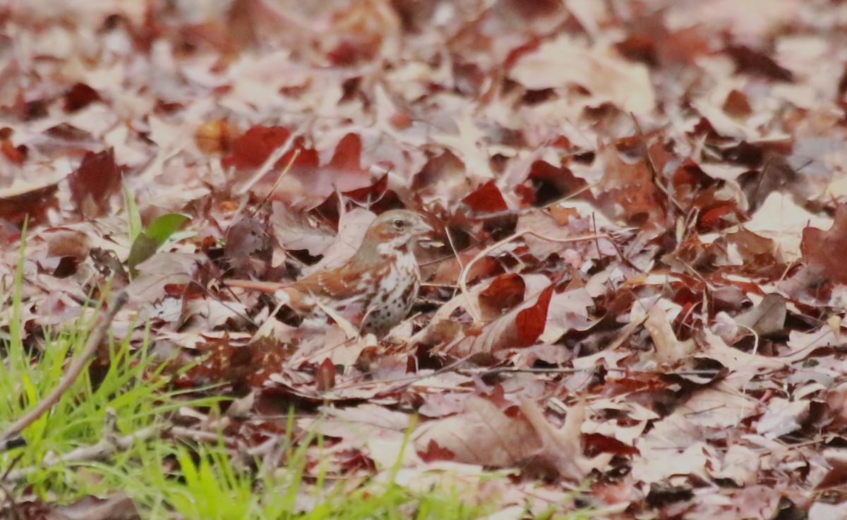 Fox Sparrow (Red) - ML617278443