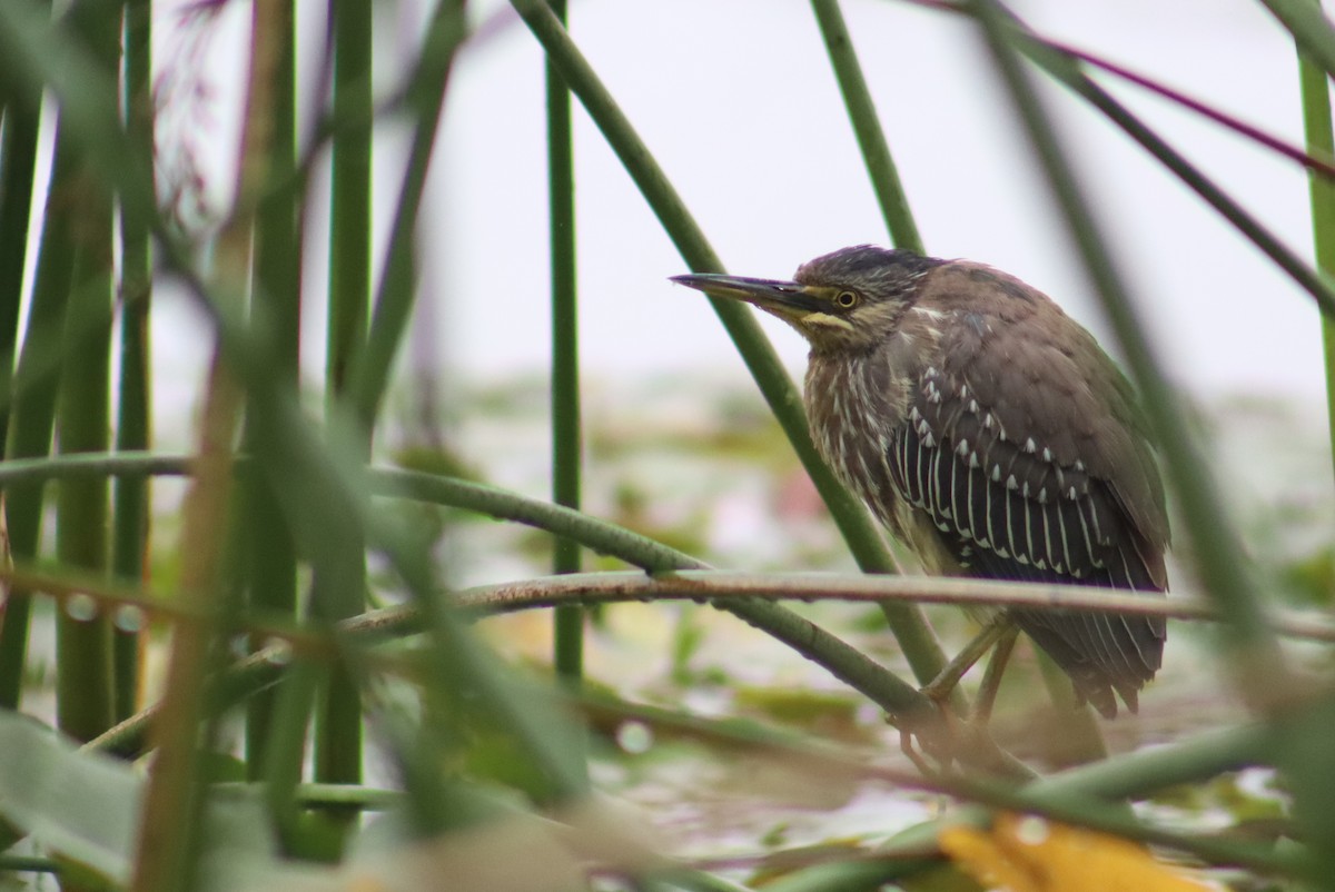 Striated Heron - ML617278466