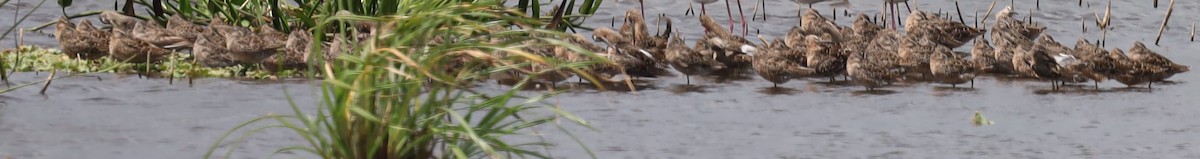 Short-billed Dowitcher - ML617278589